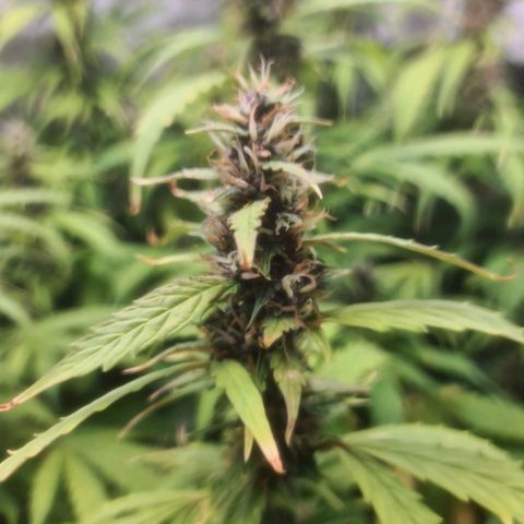 Gorilla Auto growlog timeline photo