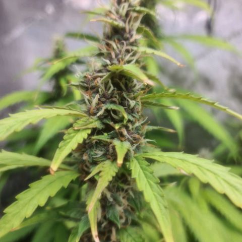 Gorilla Auto growlog timeline photo