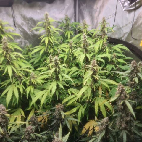 Gorilla Auto growlog timeline photo