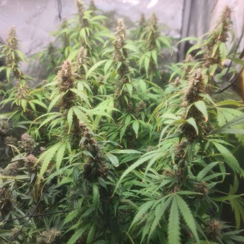 Gorilla Auto growlog timeline photo