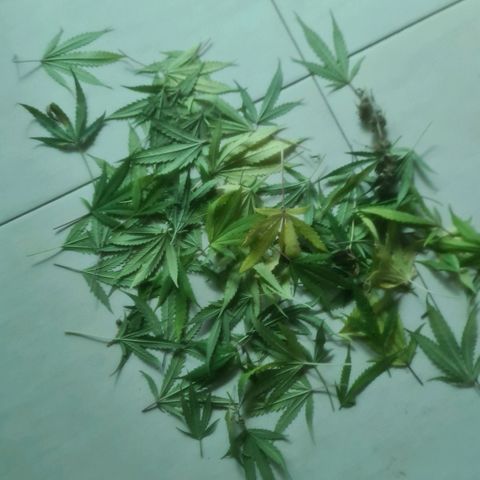 Gorilla Auto growlog timeline photo