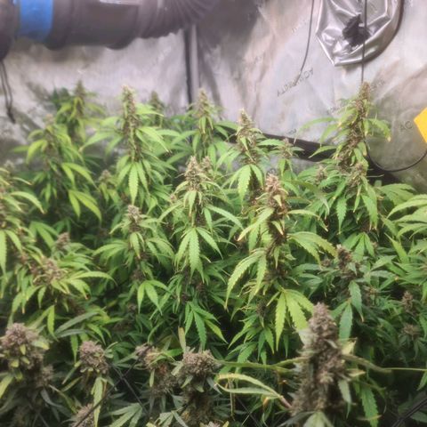 Gorilla Auto growlog timeline photo