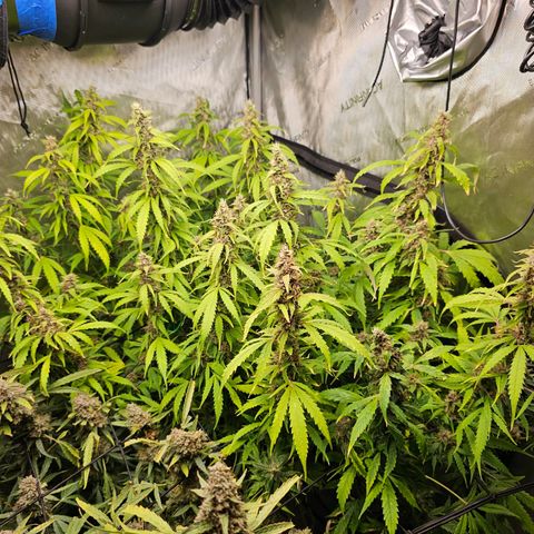 Gorilla Auto growlog timeline photo