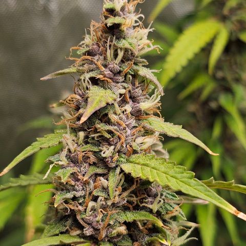 Gorilla Auto growlog timeline photo