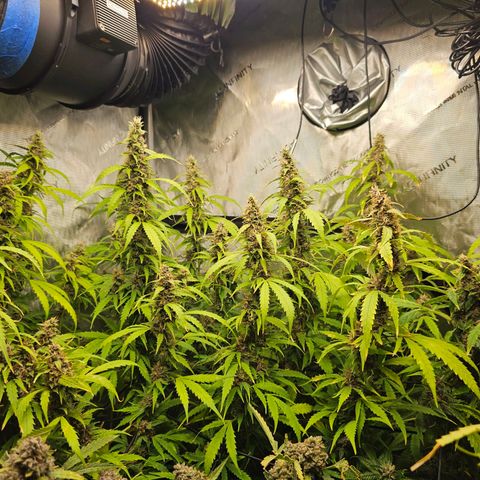Gorilla Auto growlog timeline photo