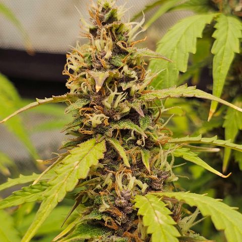 Gorilla Auto growlog timeline photo