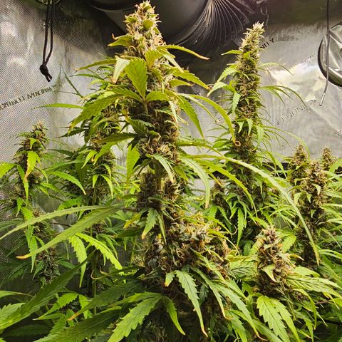 Gorilla Auto growlog timeline photo