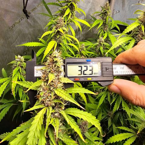Gorilla Auto growlog timeline photo