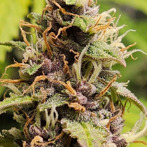 Gorilla Auto growlog timeline photo