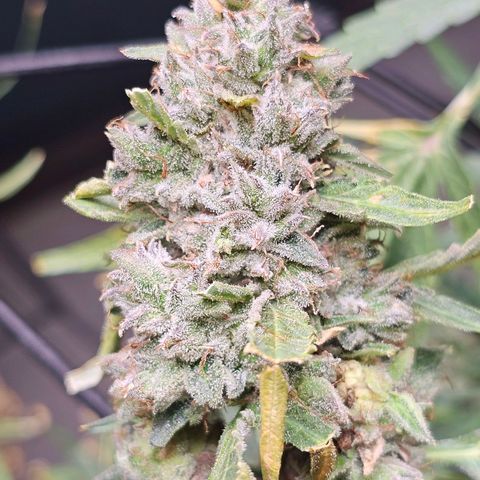 Zkittlez Auto 3 growlog timeline photo