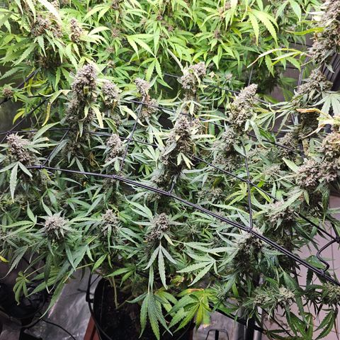 Zkittlez Auto 3 growlog timeline photo