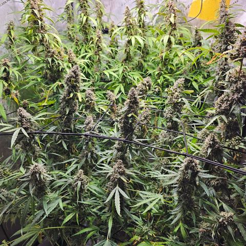 Zkittlez Auto 3 growlog timeline photo