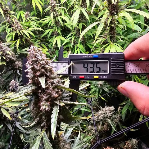 Zkittlez Auto 3 growlog timeline photo