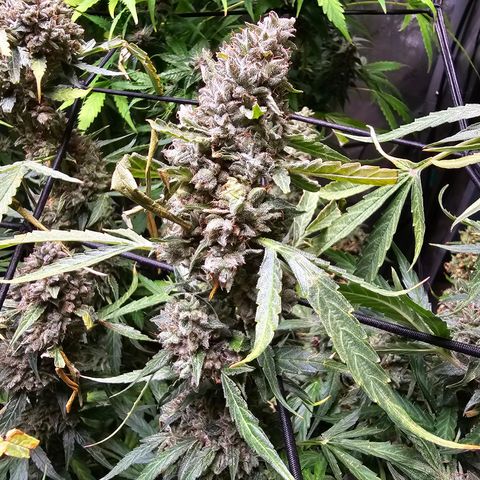 Zkittlez Auto 3 growlog timeline photo