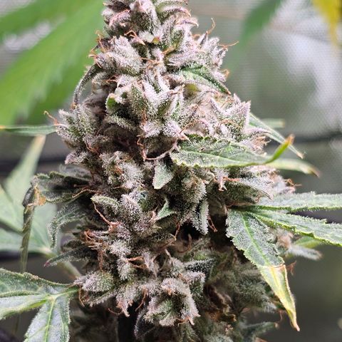 Zkittlez Auto 3 growlog timeline photo