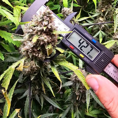 Zkittlez Auto 3 growlog timeline photo