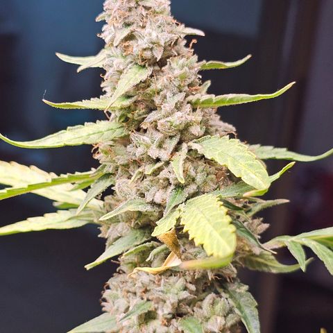 Zkittlez Auto 3 growlog timeline photo
