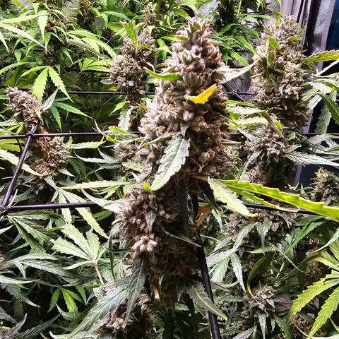Zkittlez Auto 3 growlog timeline photo