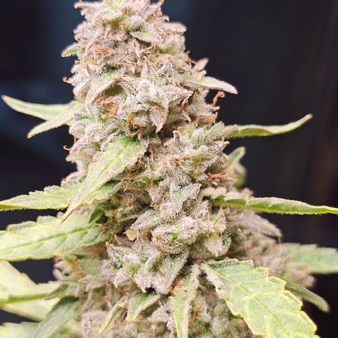 Zkittlez Auto 3 growlog timeline photo
