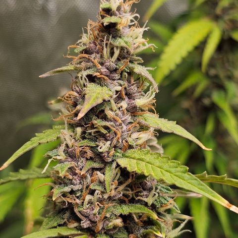 Gorilla Auto growlog timeline photo