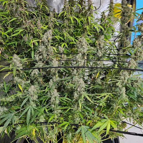 Zkittlez Auto 3 growlog timeline photo