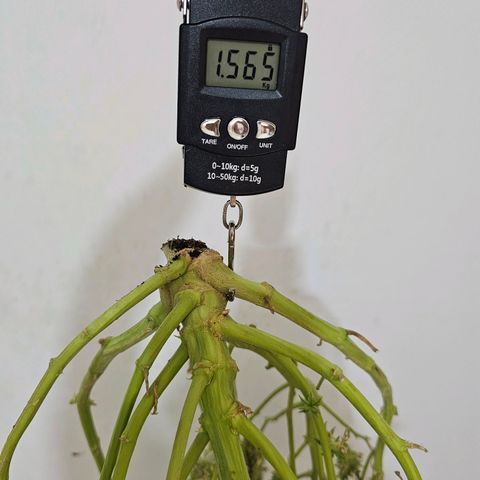 Zkittlez Auto 3 growlog timeline photo