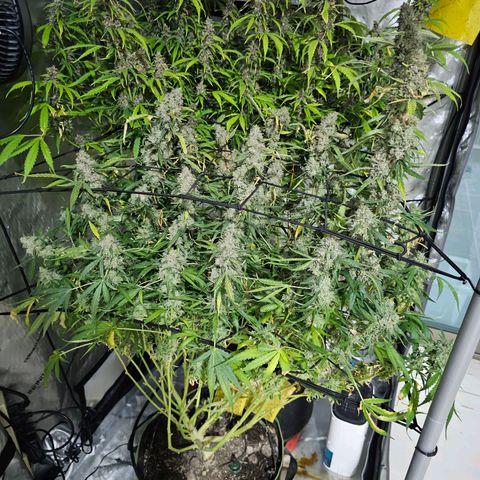 Zkittlez Auto 3 growlog timeline photo