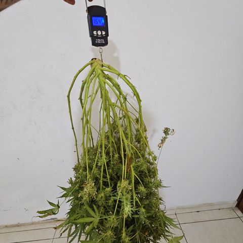 Zkittlez Auto 3 growlog timeline photo