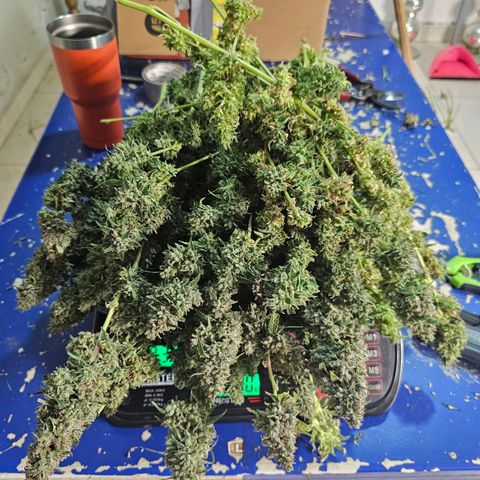 Zkittlez Auto 3 growlog timeline photo