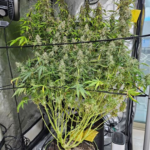 Zkittlez Auto 3 growlog timeline photo