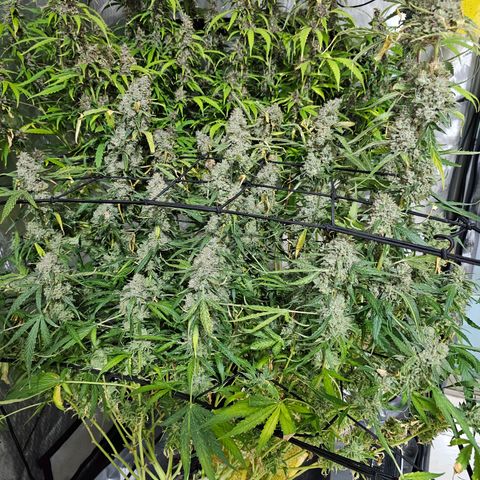 Zkittlez Auto 3 growlog timeline photo