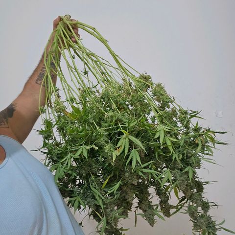 Zkittlez Auto 3 growlog timeline photo