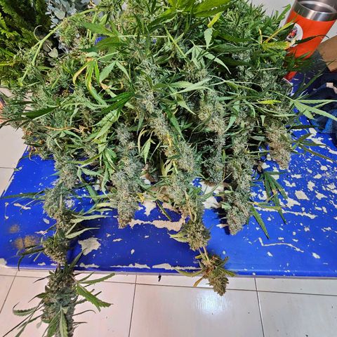 Zkittlez Auto 3 growlog timeline photo