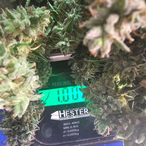 Zkittlez Auto 3 growlog timeline photo