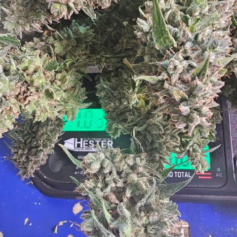 Zkittlez Auto 3 growlog timeline photo
