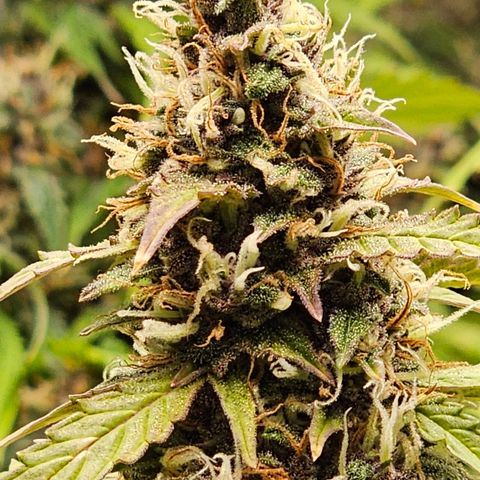 Gorilla Auto growlog timeline photo