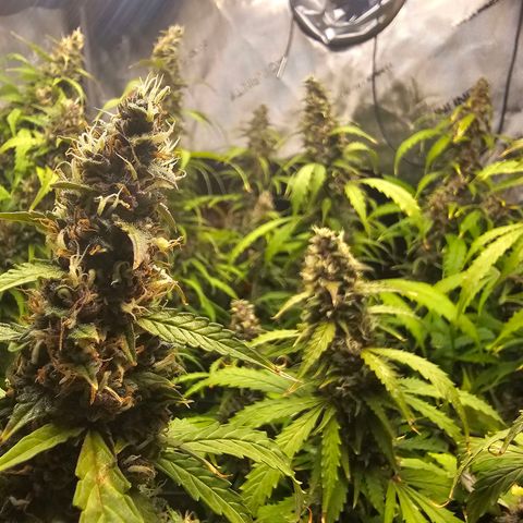 Gorilla Auto growlog timeline photo