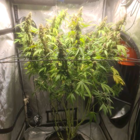 Gorilla Auto growlog timeline photo