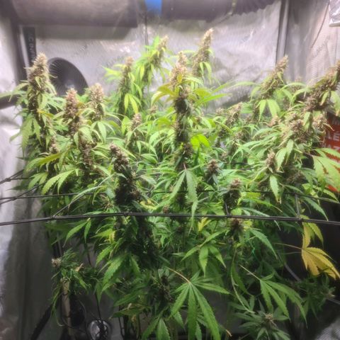Gorilla Auto growlog timeline photo