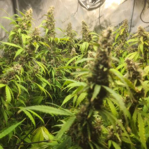 Gorilla Auto growlog timeline photo