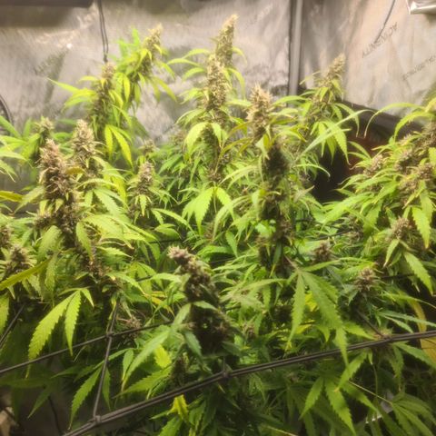 Gorilla Auto growlog timeline photo