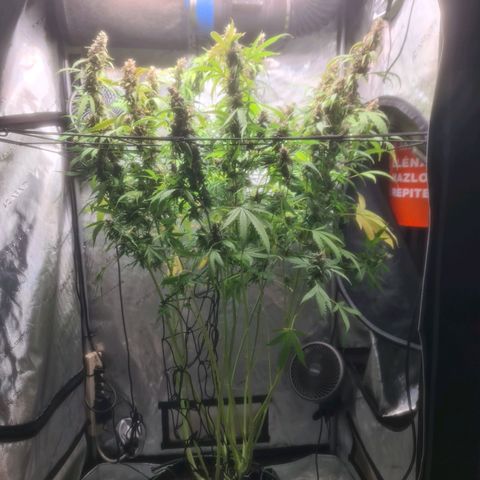 Gorilla Auto growlog timeline photo