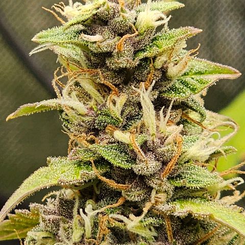 Gorilla Auto growlog timeline photo