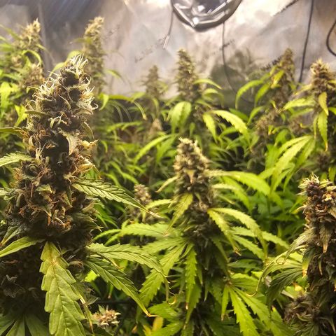 Gorilla Auto growlog timeline photo