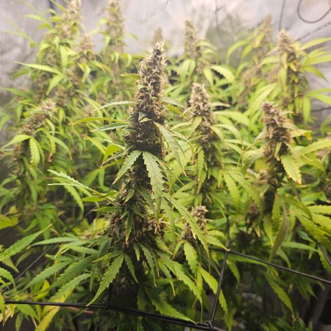Gorilla Auto growlog timeline photo