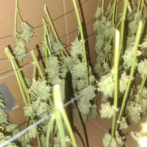 Zkittlez Auto 3 growlog timeline photo