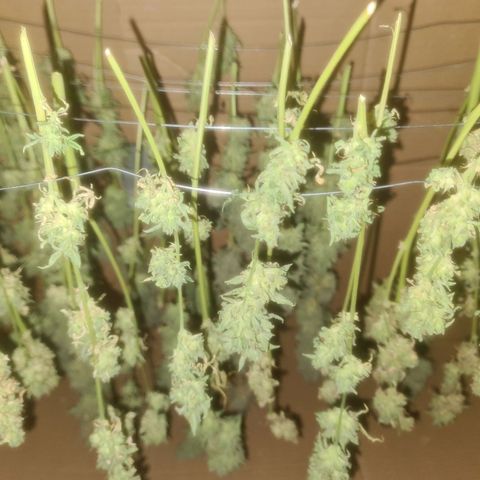 Zkittlez Auto 3 growlog timeline photo