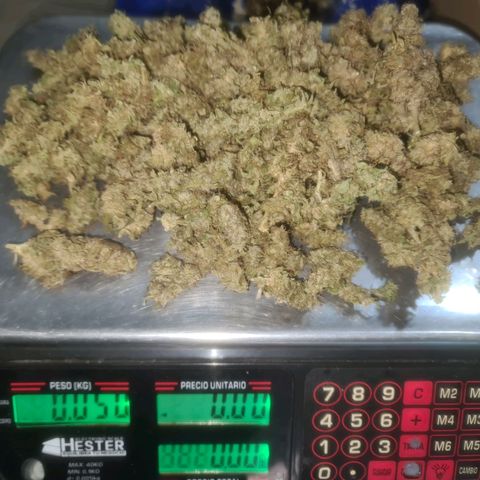 Zkittlez Auto 1 growlog timeline photo