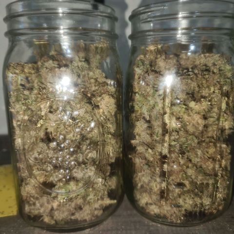 Zkittlez Auto 1 growlog timeline photo