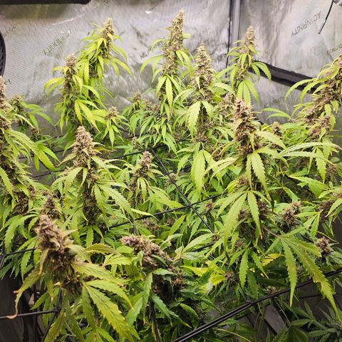 Gorilla Auto growlog timeline photo